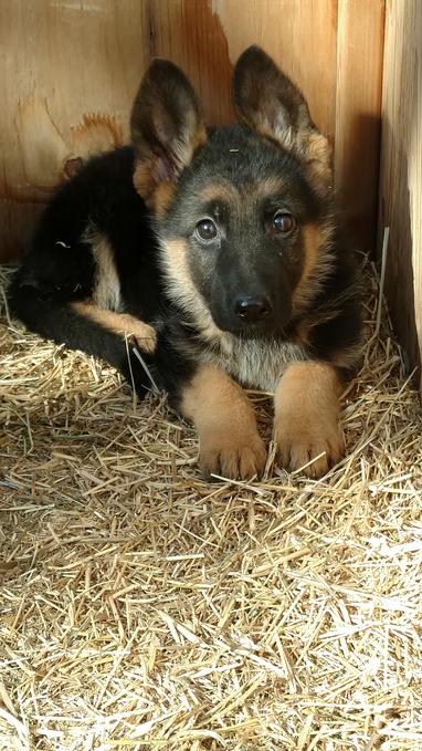 Montana German Shepherd Puppies For Sale | MT German Shepherd Dogs For Sale