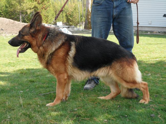 german shepherd puppies montana montana german shepherd puppies for sale mt stud service dogs german shepherd puppies montana montana german shepherd puppies for sale mt stud service dogs