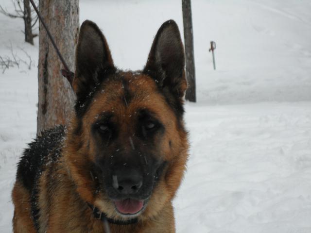 german shepherd puppies montana montana german shepherd puppies for sale mt stud service dogs german shepherd puppies montana montana german shepherd puppies for sale mt stud service dogs