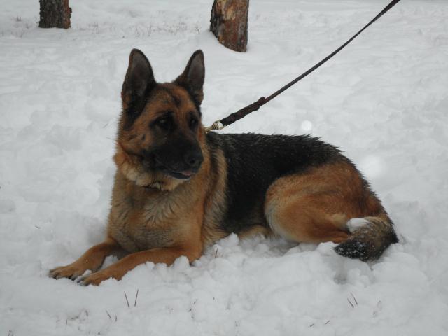 german shepherd puppies for sale montana montana german shepherd puppies for sale mt stud service dogs german shepherd puppies for sale montana montana german shepherd puppies for sale mt stud service dogs