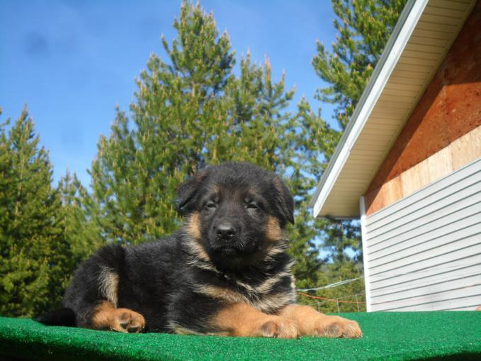 Montana German Shepherd Puppies For Sale | MT German ...