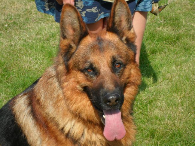 german shepherd puppies for sale oklahoma montana german shepherd puppies for sale mt german shepherd dogs for sale german shepherd puppies for sale oklahoma montana german shepherd puppies for sale mt german shepherd dogs for sale