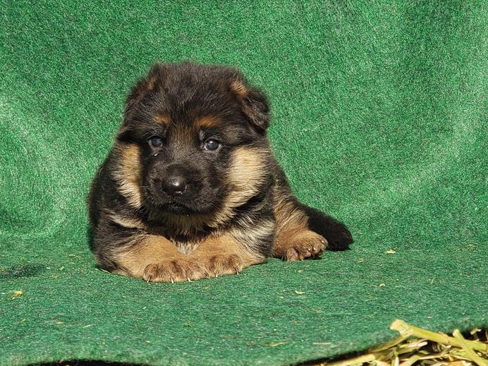 Montana German Shepherd Puppies For Sale Mt German Shepherd Dogs For Sale