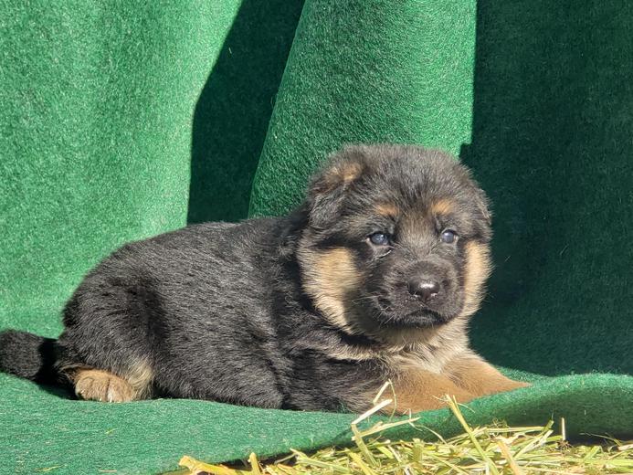 Montana German Shepherd Puppies For Sale Mt German Shepherd Dogs For Sale