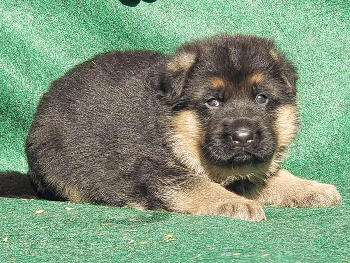Montana German Shepherd Puppies For Sale Mt German Shepherd Dogs For Sale