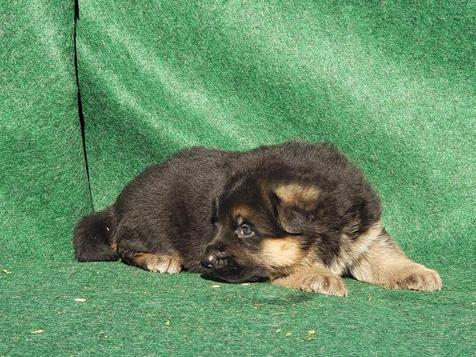 Montana German Shepherd Puppies For Sale Mt German Shepherd Dogs For Sale