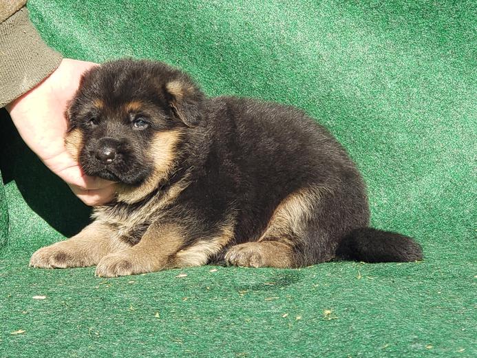 Montana German Shepherd Puppies For Sale Mt German Shepherd Dogs For Sale
