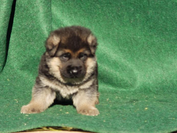 Montana German Shepherd Puppies For Sale Mt German Shepherd Dogs For Sale