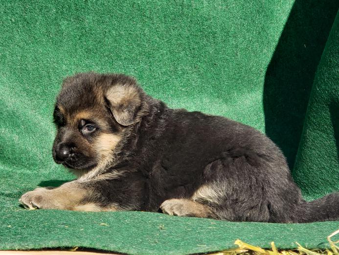 Montana German Shepherd Puppies For Sale Mt German Shepherd Dogs For Sale